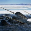Narwhal Facts: All about the Narwhal!