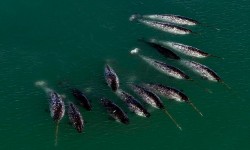 Pictures of Narwhals (Part 2)