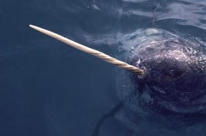 In this pic you can see the narwhal tusk up close and with lots of detail.