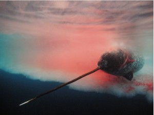narwhal diving