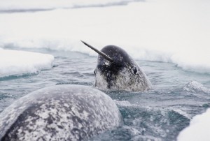 narwhal in ice