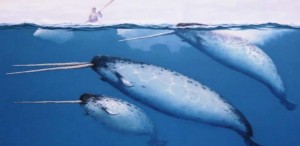 narwhal sizes