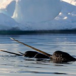 narwhals swimming water