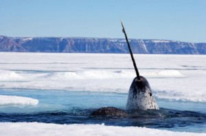 narwhal checking stuff out