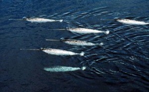 narwhal herd