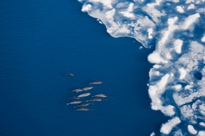 narwhals heading towards some ice