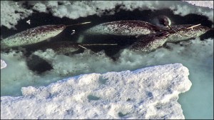 narwhals chilling in ice