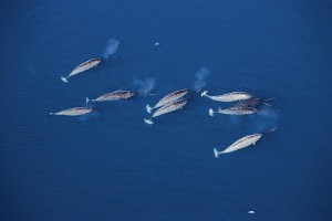 narwhal migrating in group