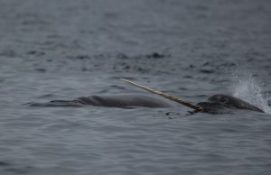 narwhals swimming